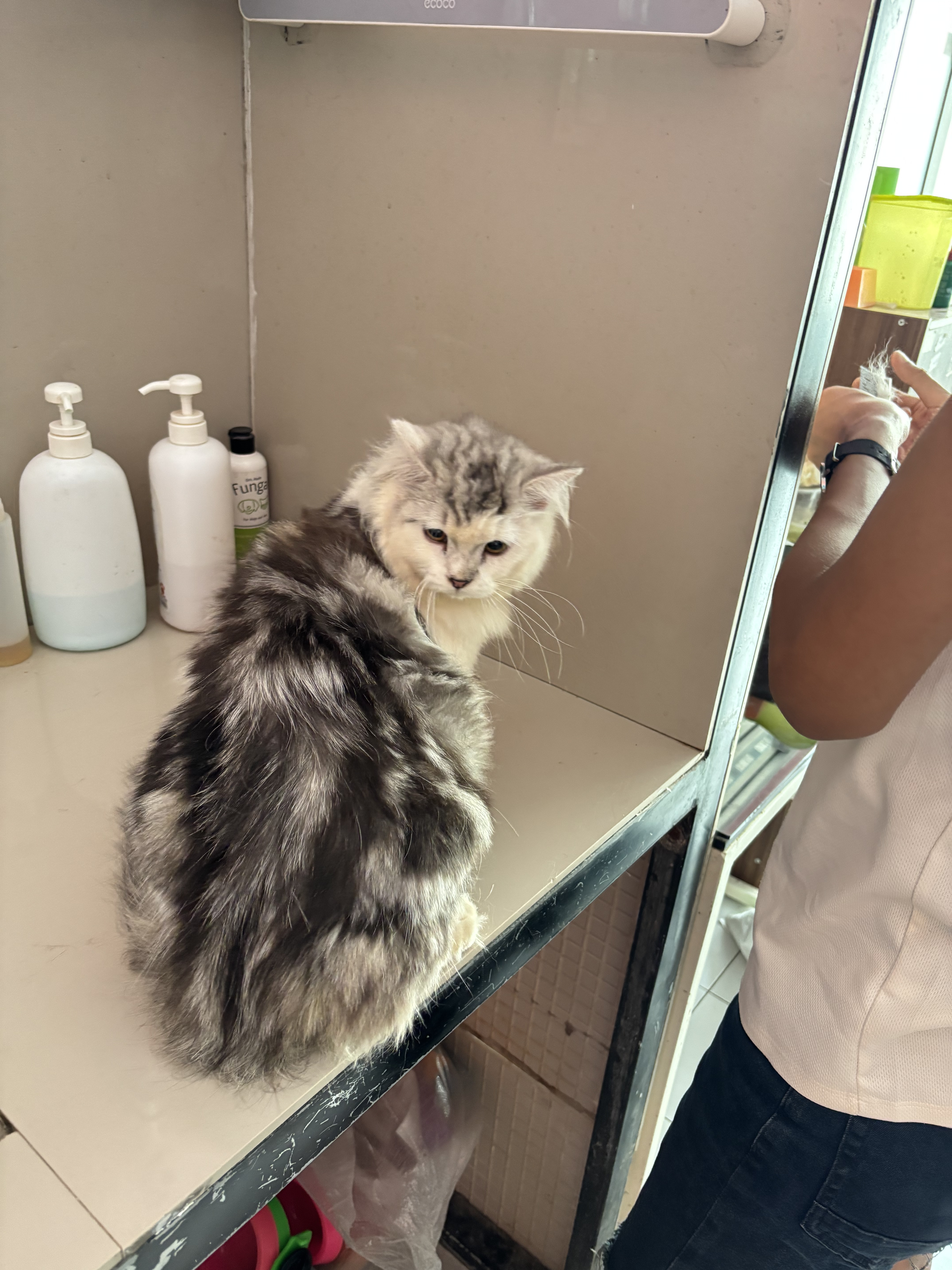 Before Grooming